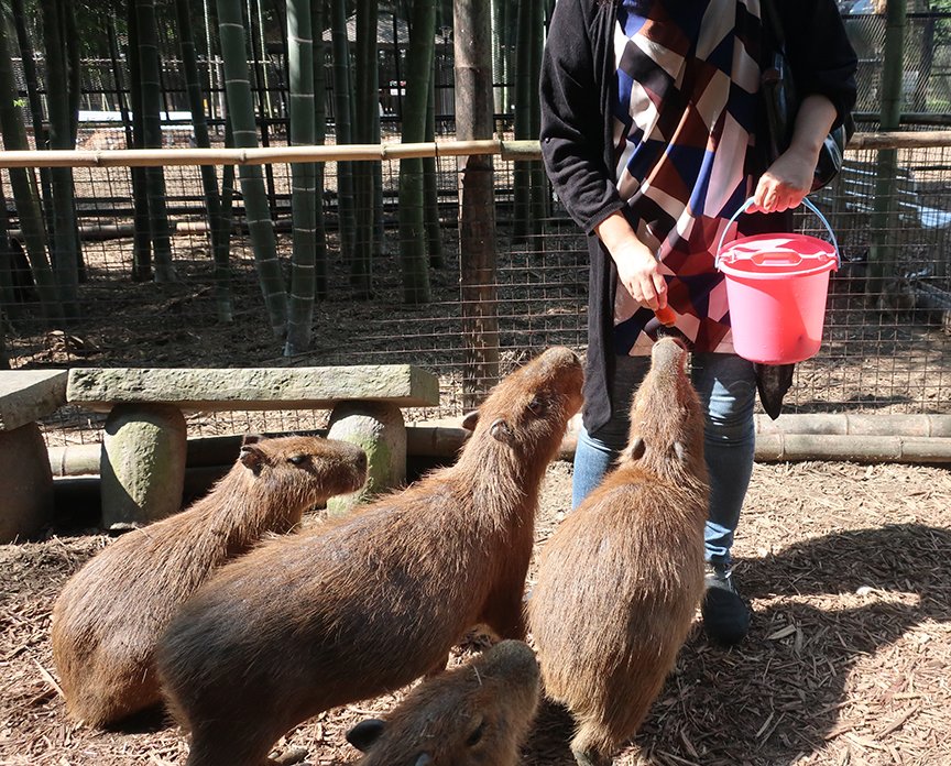🦒 사유리 월드 (사유리 와루도) 이미지 2